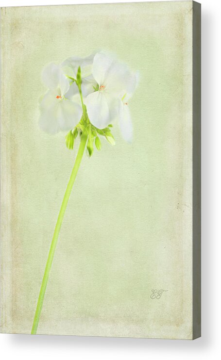 Flowers Acrylic Print featuring the photograph White Geranium 2 by Elaine Teague