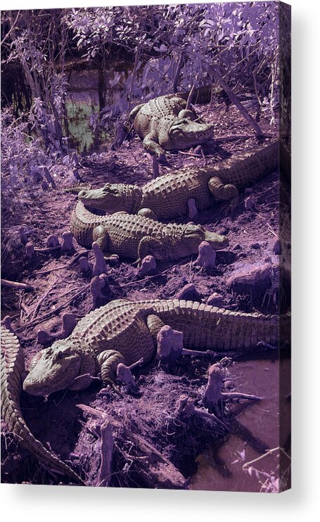 Alligator Acrylic Print featuring the photograph Alligators by Carolyn Hutchins