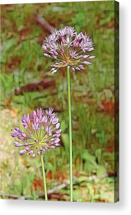 Allium Acrylic Print featuring the photograph Allium by Judy Stepanian
