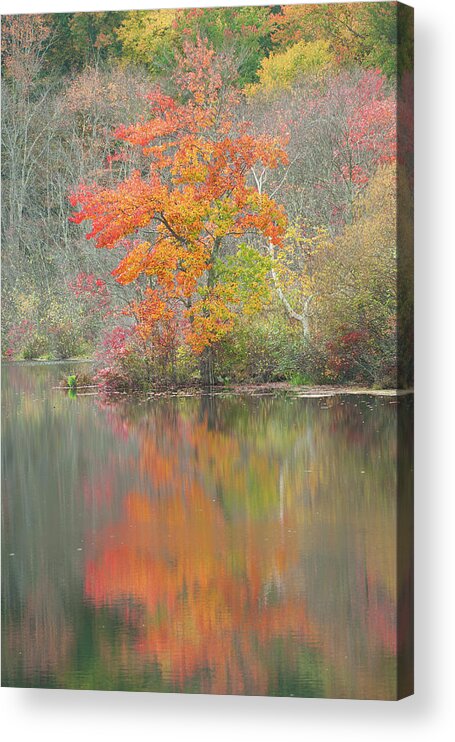Fall Acrylic Print featuring the photograph Along Rice Road by Jean-Pierre Ducondi