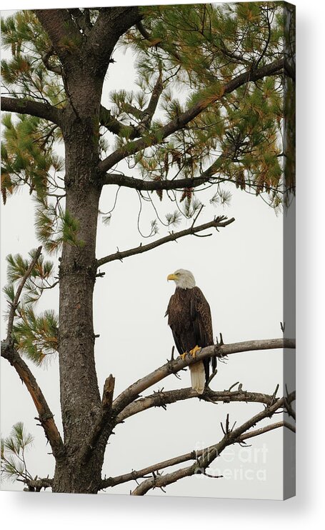 Minnesota Acrylic Print featuring the photograph American Bald Eagle Watch by Natural Focal Point Photography