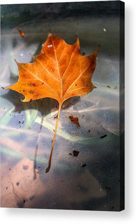 Platanus Occidentalis Acrylic Print featuring the photograph American Sycamore Leaf in Water by W Craig Photography