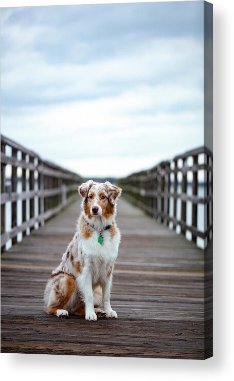 Australian Shepherd Acrylic Print featuring the photograph Amy the Aussie by Marlo Horne