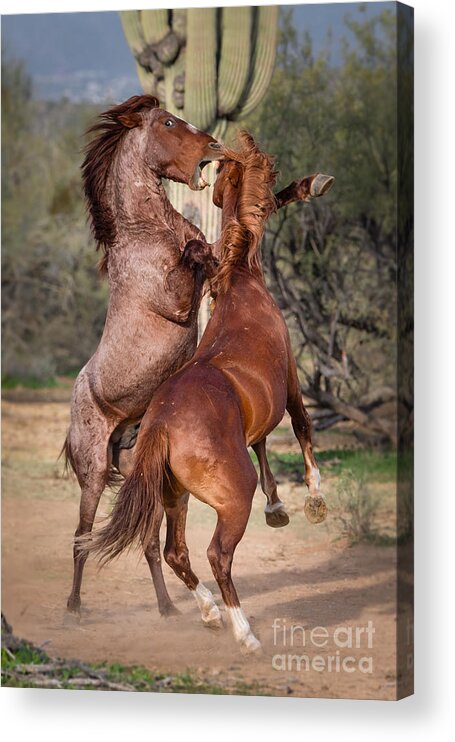 Mustang Acrylic Print featuring the photograph Ancient Art of Sparring by Lisa Manifold