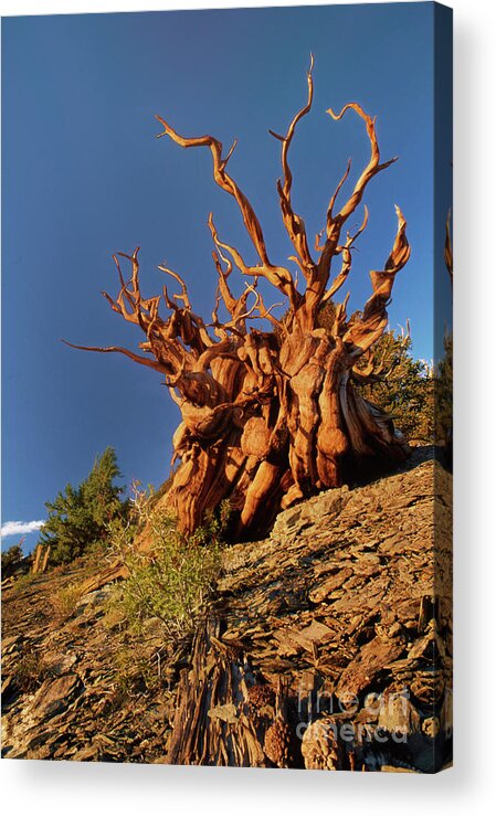 Dave Welling Acrylic Print featuring the photograph Ancient Bristlecone Pine White Mountains California by Dave Welling