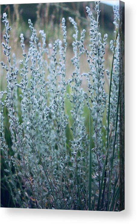 Plants Acrylic Print featuring the photograph Another view by Yvonne M Smith