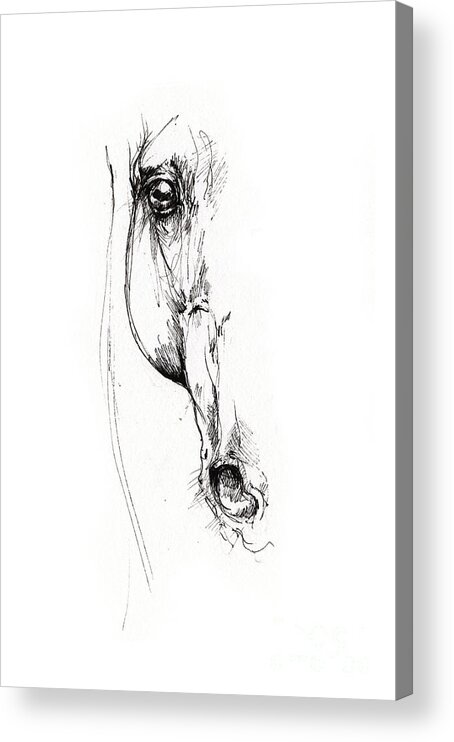 Horse Acrylic Print featuring the drawing Arabian horse sketch 2014 05 24 d by Ang El