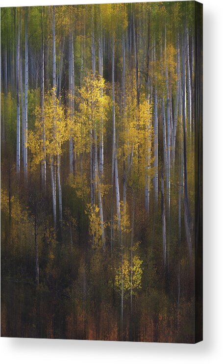 Colorado Acrylic Print featuring the photograph Aspen Impressions on Kebler Pass by Kristen Wilkinson