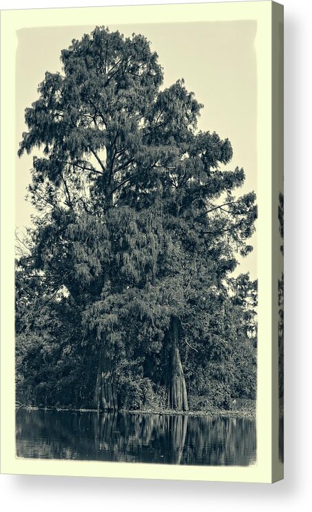 Tree Acrylic Print featuring the photograph Atchafalaya Basin Southern Louisiana 2021 Ambrotype 93 by Maggy Marsh