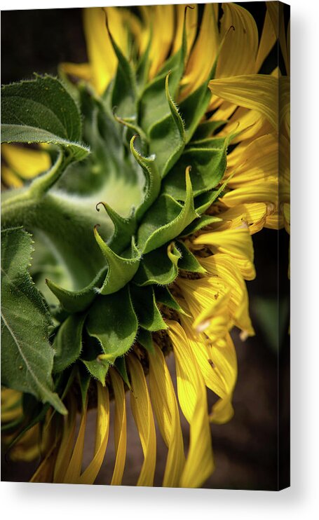 Flower Acrylic Print featuring the photograph Attention To Detail by Ron Weathers