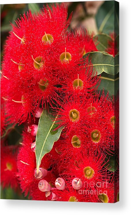 Corymbia Ficifolia Acrylic Print featuring the photograph Australian Red Eucalyptus Flowers by Joy Watson