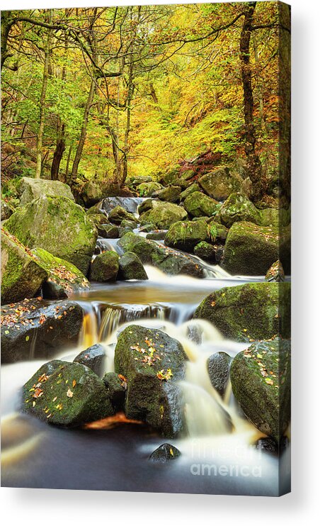 Autumn Colours Acrylic Print featuring the photograph Autumn colours, Burbage Brook, Padley Gorge, Peak District National Park, Derbyshire, England by Neale And Judith Clark