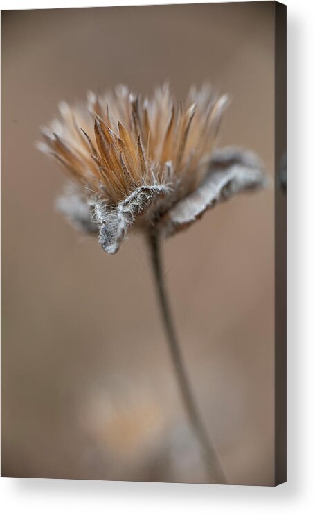 Autumn Acrylic Print featuring the photograph Autumn Dried Flower by Karen Rispin