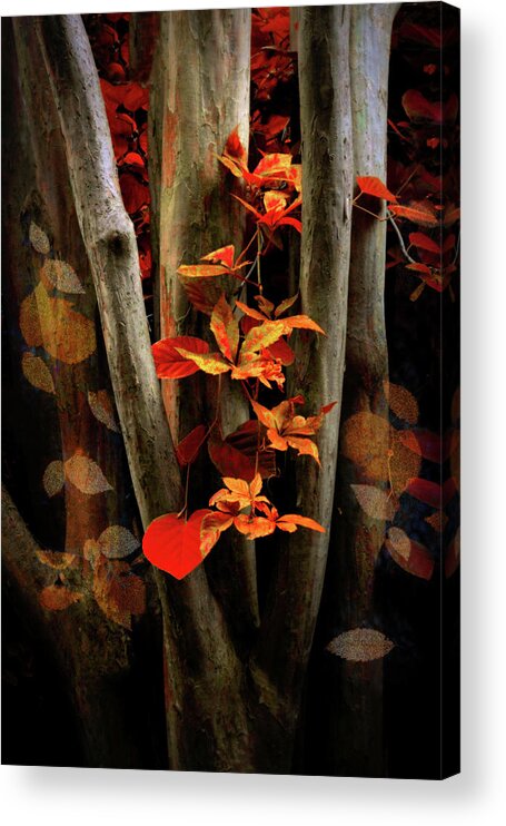 Autumn Acrylic Print featuring the photograph Autumn Epilogue by Jessica Jenney