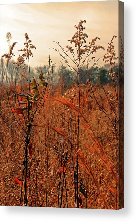 Fall Acrylic Print featuring the photograph Autumn Grass by Carolyn Stagger Cokley