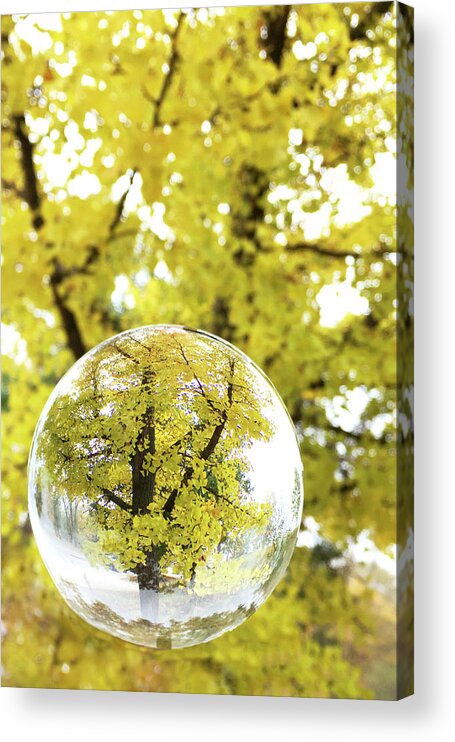 Autumn In A Crystal Ball Acrylic Print featuring the photograph Autumn in a Crystal Ball by Patty Colabuono