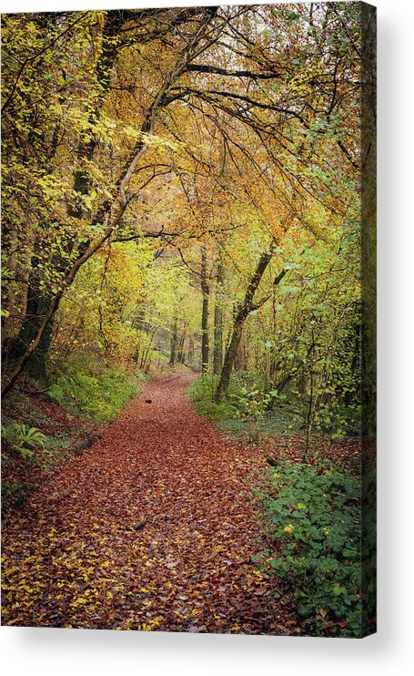Cardiff Acrylic Print featuring the photograph Autumn, in a nutshell by Gavin Lewis
