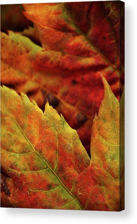 Fall Acrylic Print featuring the photograph Autumn Leaves by Bob Cournoyer