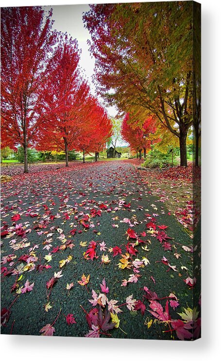 Autumn Acrylic Print featuring the photograph Autumn Leaves by Dan McGeorge