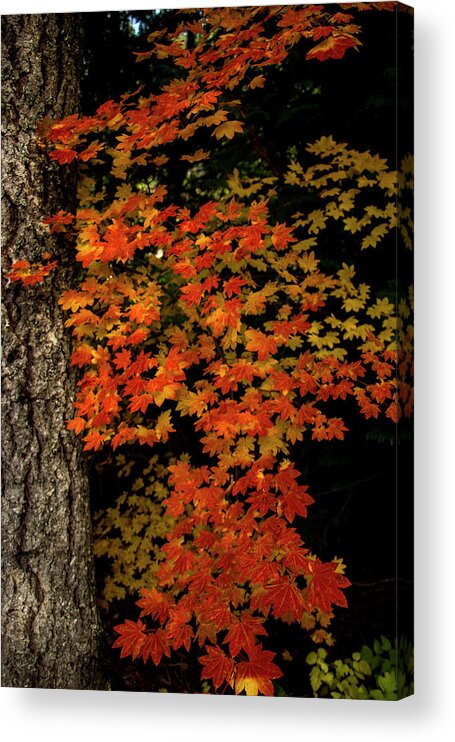 Vertical Acrylic Print featuring the photograph Autumn Leaves by Doug Scrima