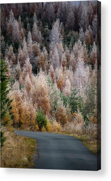 Slovakia Acrylic Print featuring the photograph Autumn mood by Robert Grac