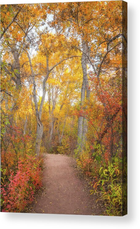 Autumn Acrylic Print featuring the photograph Autumn Walk by Darren White