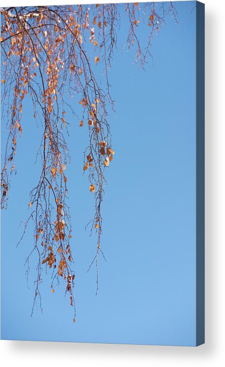 Autumn Acrylic Print featuring the photograph Autumn Weeping Birch by Phil And Karen Rispin