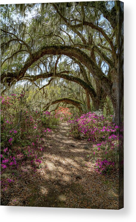 Architecture Acrylic Print featuring the photograph Avenue of the Oaks 2 by Cindy Robinson