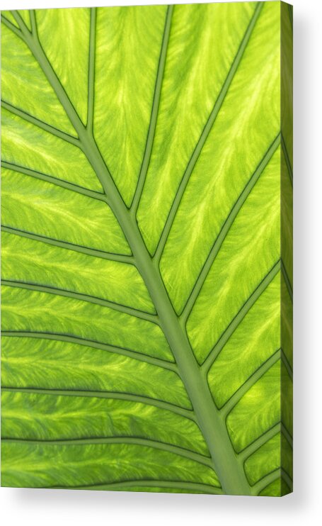 Season Acrylic Print featuring the photograph Back lit leaf by Andrew Dernie