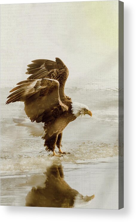 Bird Acrylic Print featuring the photograph Bald Eagle Series #2 Eagle Has Landed by Patti Deters
