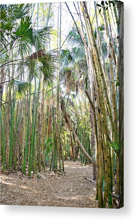 Bamboo Trees Acrylic Print featuring the photograph Bamboo Forest by Alison Belsan Horton