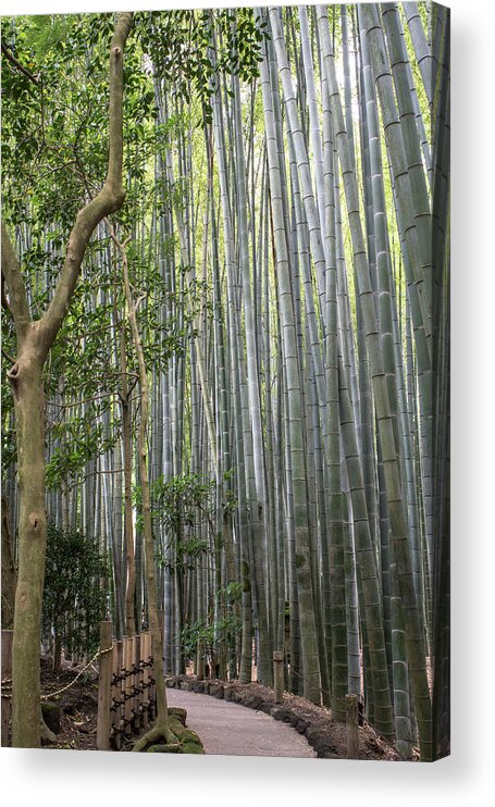 Bamboo Acrylic Print featuring the photograph Bamboo forest by Kimberly Sworn