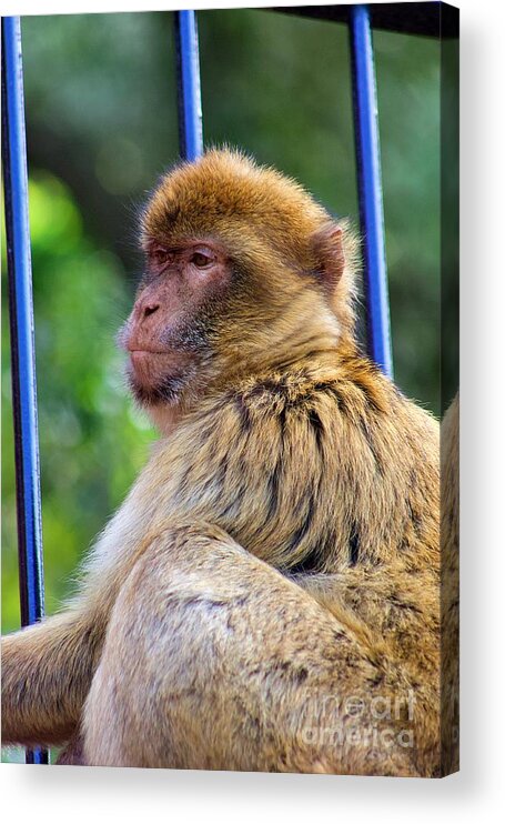 Monkey Acrylic Print featuring the photograph Barbary Macque by Yvonne M Smith