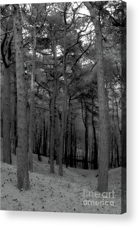 Black And White Acrylic Print featuring the photograph Bare Forest by Doc Braham