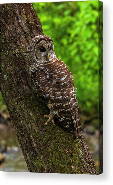 Great Smoky Mountains National Park Acrylic Print featuring the photograph Barred Owl 2 by Melissa Southern