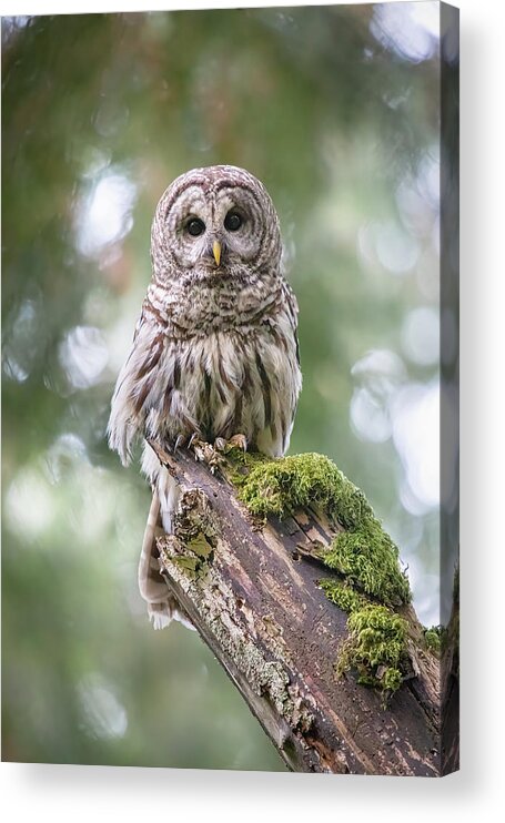 Barred Owl Acrylic Print featuring the photograph Barred Owl Stare by Michael Rauwolf