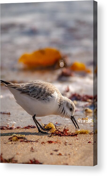 Shore Bird Acrylic Print featuring the photograph Beach Salad by Linda Bonaccorsi