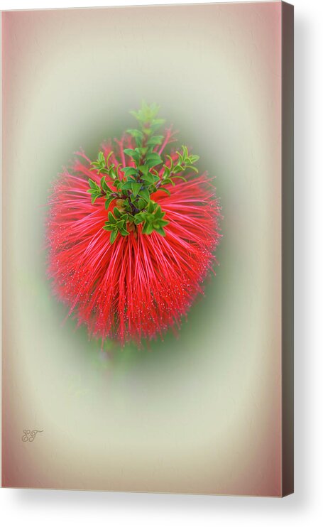 Beaufortia Acrylic Print featuring the photograph Beaufortia by Elaine Teague