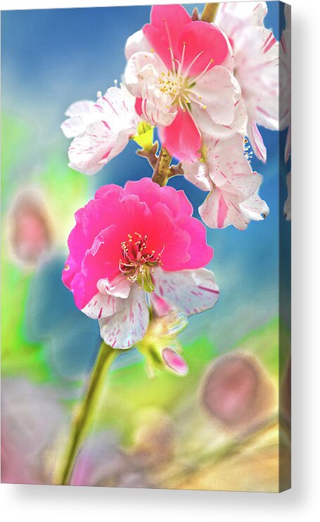 Cherry Blossom Tree Acrylic Print featuring the photograph Beautiful Blossoms by Az Jackson
