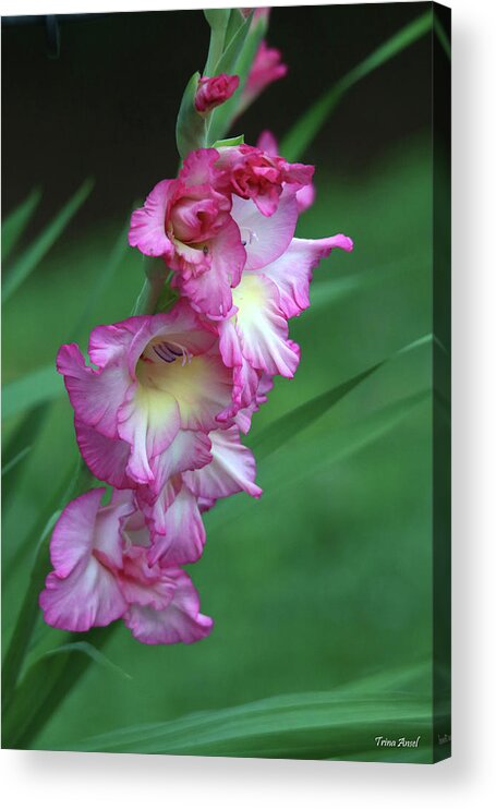 Flowers Acrylic Print featuring the photograph Beautiful Pink Gladiola by Trina Ansel