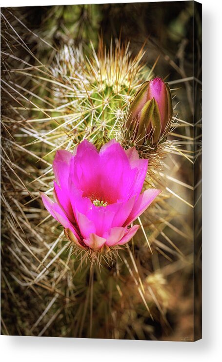 Arizona Acrylic Print featuring the photograph Beauty in the Details by Rick Furmanek