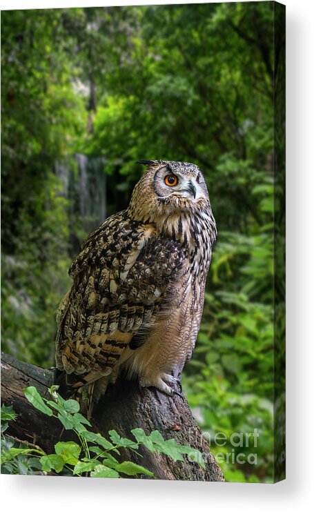 Indian Eagle-owl Acrylic Print featuring the photograph Bengal Eagle Owl by Arterra Picture Library