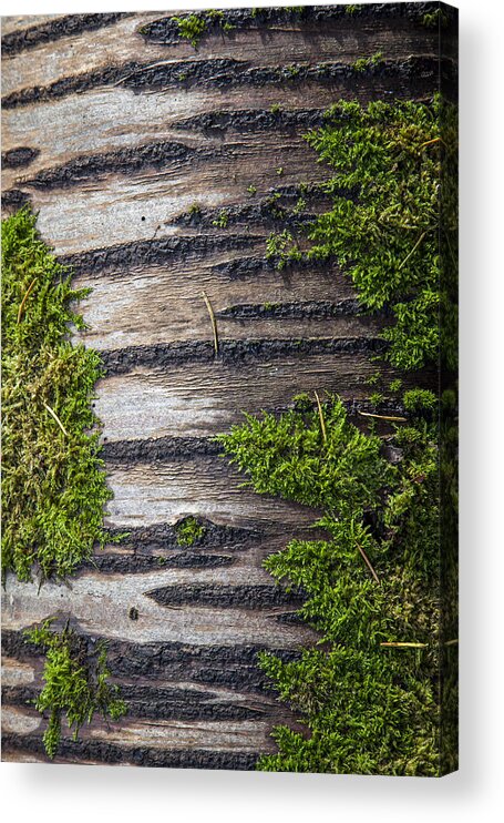 Tranquility Acrylic Print featuring the photograph Birch trunk with moss on it by © Santiago Urquijo