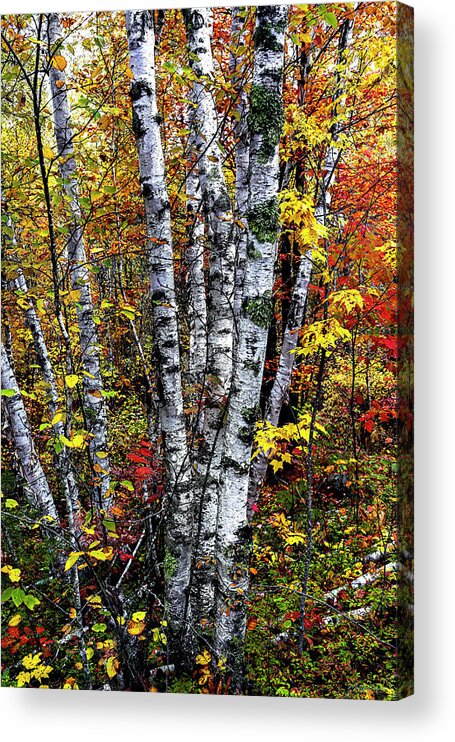 Birches And Autumn Color Decor Acrylic Print featuring the photograph Birches and Autumn Color by Marty Saccone