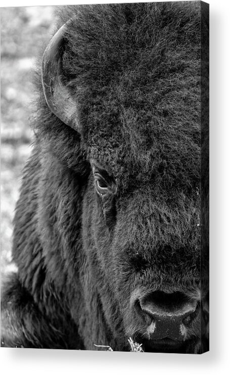 Bison Acrylic Print featuring the photograph Bison by Holly Ross