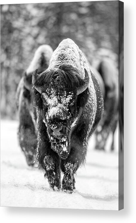 Bison Acrylic Print featuring the photograph Bison in snow by D Robert Franz
