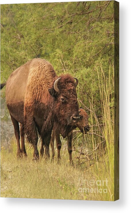 Bison Acrylic Print featuring the photograph Bison Mother and Calf by Nancy Gleason