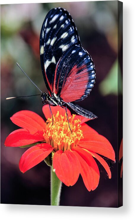 Black Acrylic Print featuring the photograph Black and Red Butterfly on Red Flower by WAZgriffin Digital