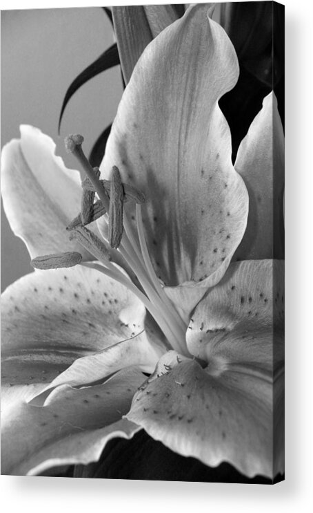 Lily Acrylic Print featuring the photograph Black and White Lily 1 by Amy Fose