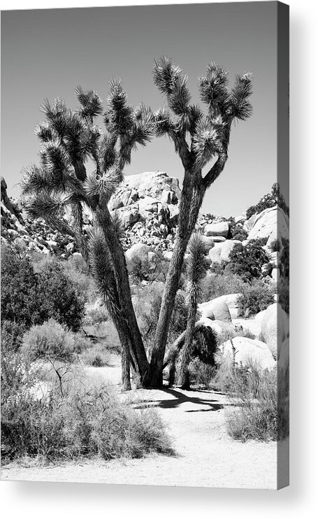 Arizona Acrylic Print featuring the photograph Black Arizona Series - Joshua Tree by Philippe HUGONNARD